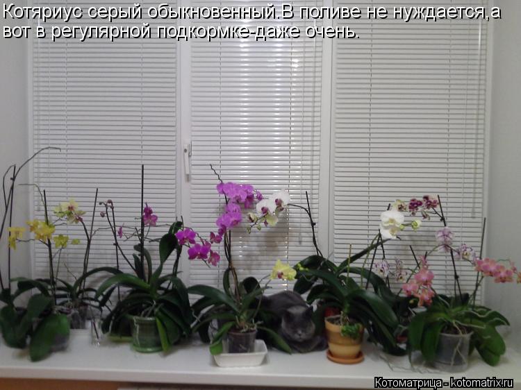 Котяриус серый обыкновенный.В поливе не нуждается,а вот в регулярной подкормке-даже очень.... Котоматрица: Котяриус серый обыкновенный.В поливе не нуждается,а вот в регулярной подкормке-даже очень.
