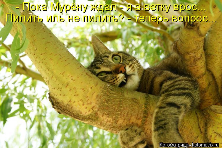 - Пока Мурёну ждал - я в ветку врос... Пилить иль не пилить? - теперь вопрос...... Котоматрица: - Пока Мурёну ждал - я в ветку врос... Пилить иль не пилить? - теперь вопрос...