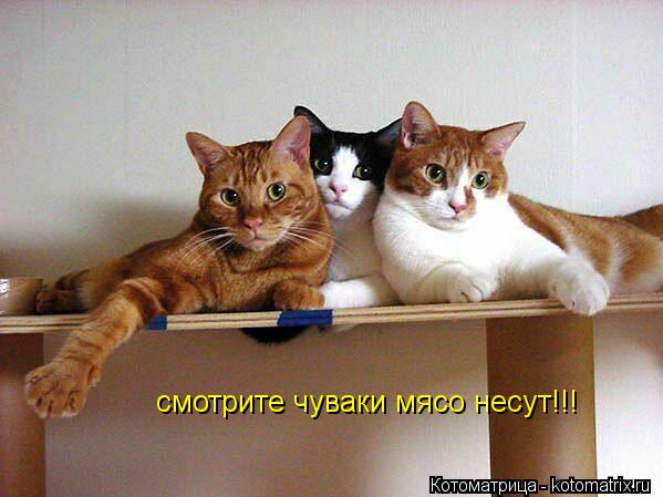 смотрите чуваки мясо несут!!!... Котоматрица: смотрите чуваки мясо несут!!!