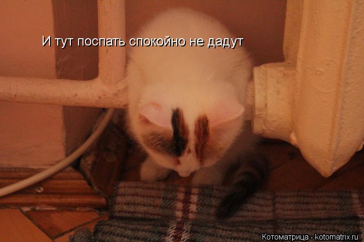 Котоматрица: И тут поспать спокойно не дадут