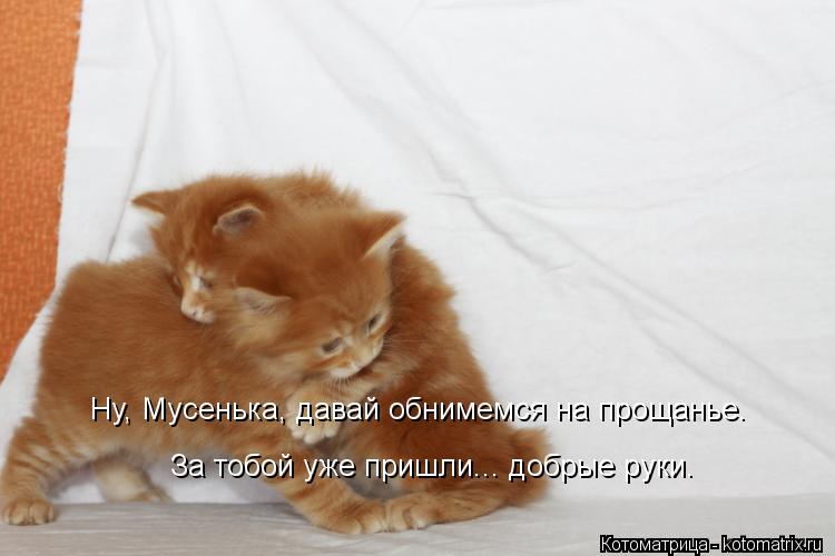 Ну, Мусенька, давай обнимемся на прощанье. За тобой уже пришли... добрые руки.... Котоматрица: Ну, Мусенька, давай обнимемся на прощанье. За тобой уже пришли... добрые руки.
