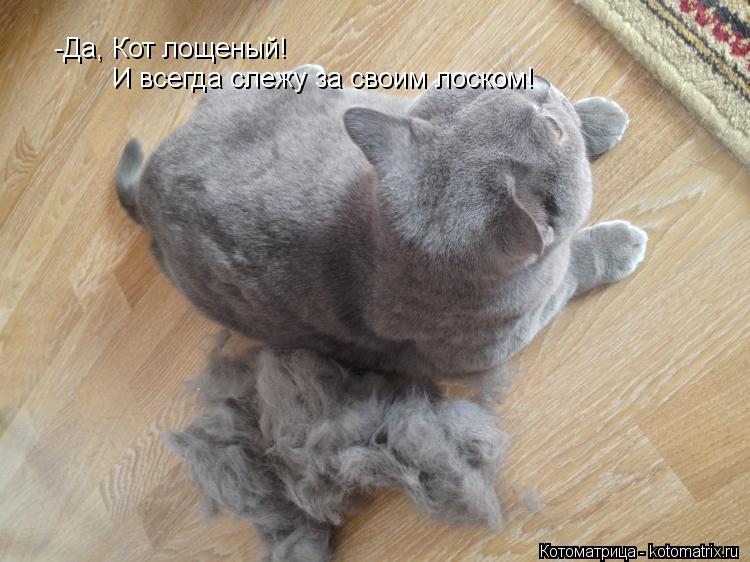 -Да, Кот лощеный! И всегда слежу за своим лоском!... Котоматрица: -Да, Кот лощеный! И всегда слежу за своим лоском!