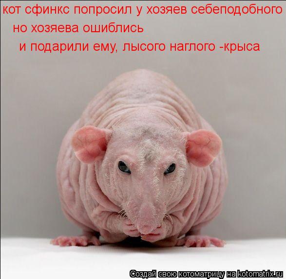 кот сфинкс попросил у хозяев себеподобного но хозяева ошиблись и подарили ему, лысого наглого -крыса... Котоматрица: кот сфинкс попросил у хозяев себеподобного но хозяева ошиблись и подарили ему, лысого наглого -крыса
