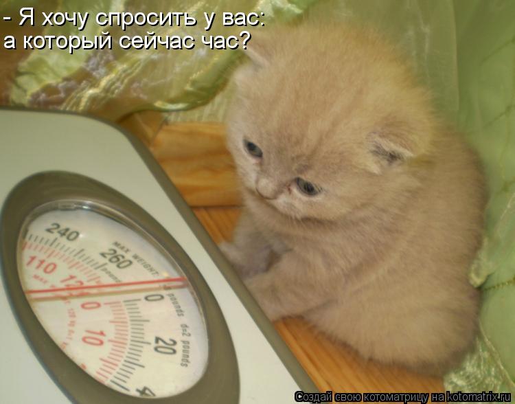 а который сейчас час? - Я хочу спросить у вас:... Котоматрица: а который сейчас час? - Я хочу спросить у вас: