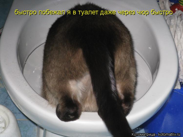 быстро побежал я в туалет даже через чюр быстро... Котоматрица: быстро побежал я в туалет даже через чюр быстро