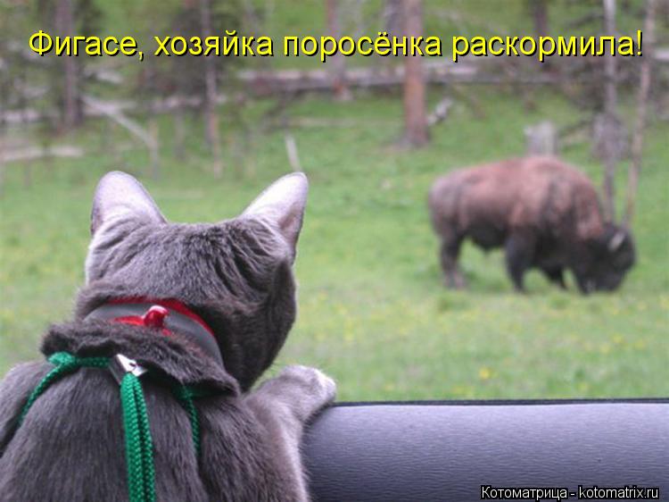 Фигасе, хозяйка поросёнка раскормила!... Котоматрица: Фигасе, хозяйка поросёнка раскормила!