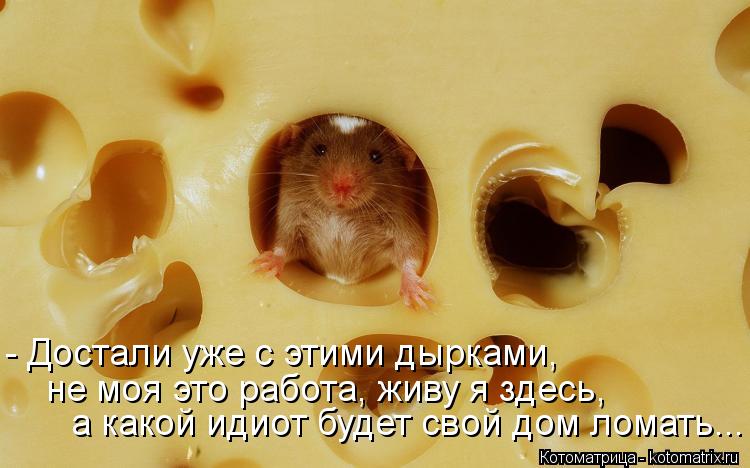 Котоматрица: а какой идиот будет свой дом ломать... не моя это работа, живу я здесь, - Достали уже с этими дырками,