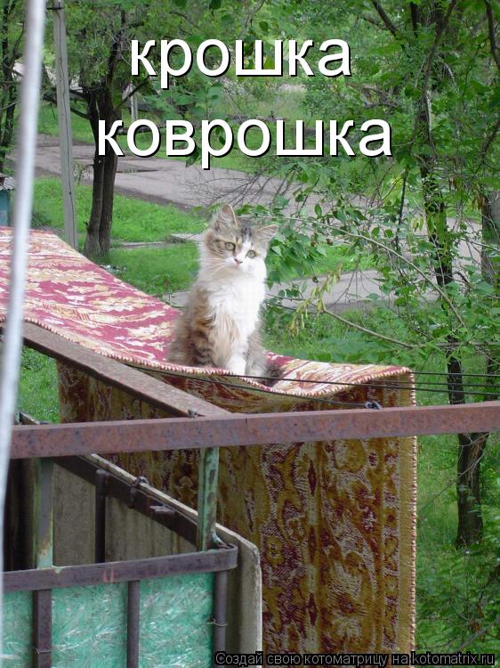 крошка коврошка... Котоматрица: крошка коврошка