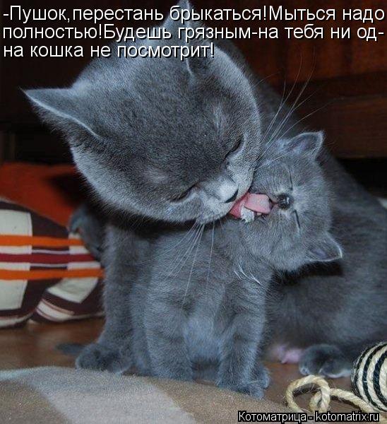 -Пушок,перестань брыкаться!Мыться надо полностью!Будешь грязным-на тебя ни од- на кошка не посмотрит!... Котоматрица: -Пушок,перестань брыкаться!Мыться надо полностью!Будешь грязным-на тебя ни од- на кошка не посмотрит!