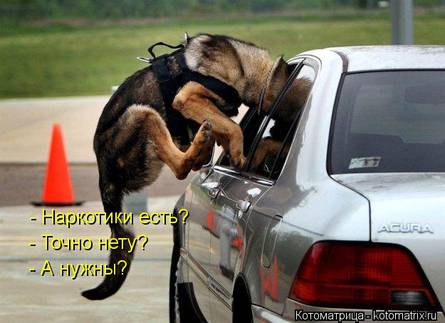 Котоматрица: - Наркотики есть? - Точно нету? - А нужны?