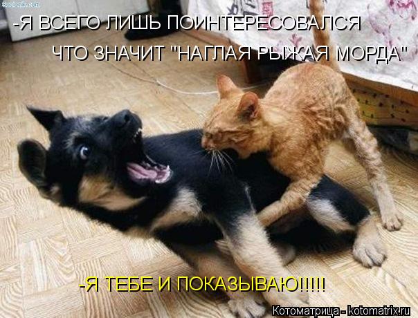-Я ВСЕГО ЛИШЬ ПОИНТЕРЕСОВАЛСЯ ЧТО ЗНАЧИТ "НАГЛАЯ РЫЖАЯ МОРДА" -Я ТЕБЕ И ПОКАЗЫВАЮ!!!!!... Котоматрица: -Я ВСЕГО ЛИШЬ ПОИНТЕРЕСОВАЛСЯ ЧТО ЗНАЧИТ "НАГЛАЯ РЫЖАЯ МОРДА" -Я ТЕБЕ И ПОКАЗЫВАЮ!!!!!