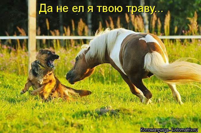 Да не ел я твою траву...... Котоматрица: Да не ел я твою траву...