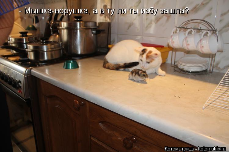 - Мышка-норушка, а в ту ли ты избу зашла?... Котоматрица: - Мышка-норушка, а в ту ли ты избу зашла?