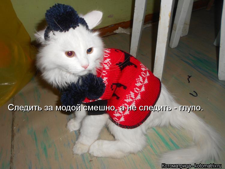 Следить за модой смешно, а не следить - глупо.... Котоматрица: Следить за модой смешно, а не следить - глупо.