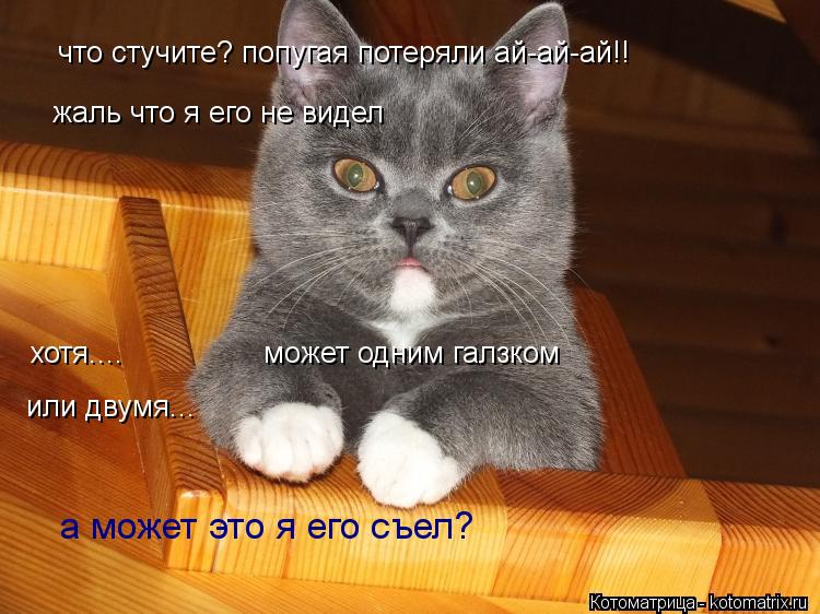 жаль что я его не видел хотя.... может одним галзком или двумя... что стучите? попугая... Котоматрица: жаль что я его не видел хотя.... может одним галзком или двумя... что стучите? попугая потеряли ай-ай-ай!! а может это я его съел?