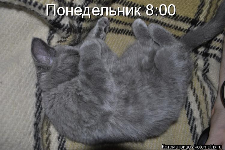 Понедельник 8:00... Котоматрица: Понедельник 8:00
