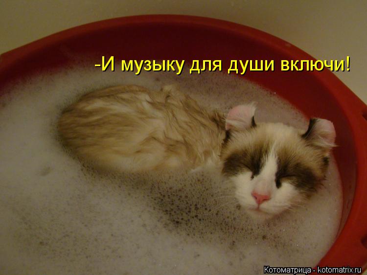 Котоматрица: -И музыку для души включи!