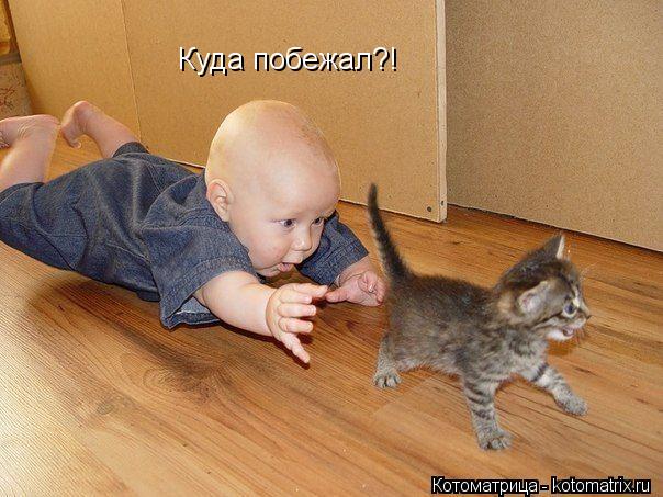Куда побежал?!... Котоматрица: Куда побежал?!