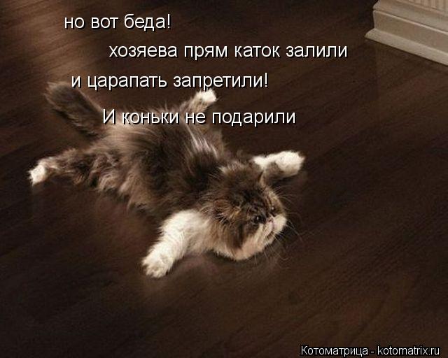 но вот беда! хозяева прям каток залили и царапать запретили! И коньки не подарили... Котоматрица: но вот беда! хозяева прям каток залили и царапать запретили! И коньки не подарили