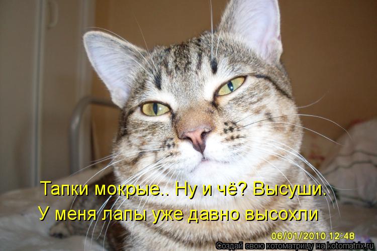 Котоматрица: Тапки мокрые.. Ну и чё? Высуши. У меня лапы уже давно высохли