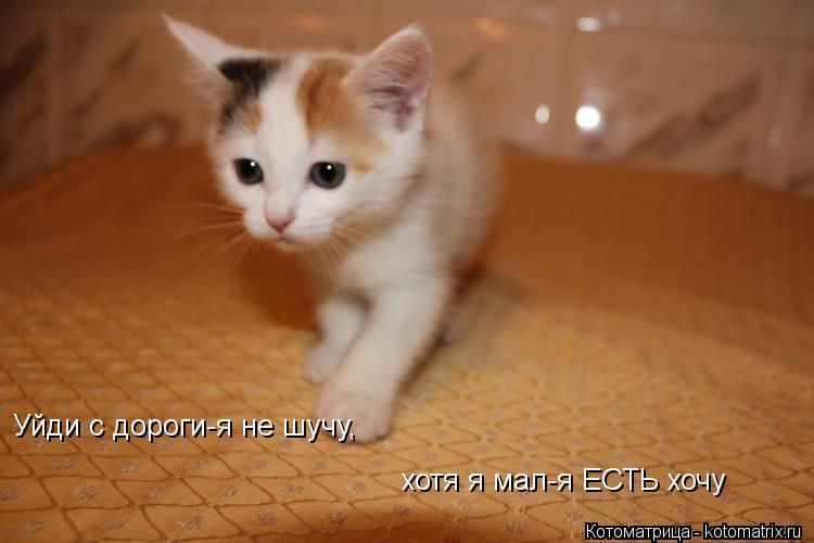 Котоматрица: Уйди с дороги-я не шучу, хотя я мал-я ЕСТЬ хочу