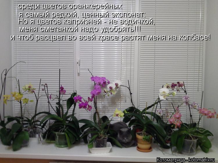 среди цветов оранжерейных я самый редкий, ценный экспонат: Но я цветов капризней - не водичкой, меня ... Котоматрица: среди цветов оранжерейных я самый редкий, ценный экспонат: Но я цветов капризней - не водичкой, меня сметанкой надо удобрять!!! и чтоб расцве