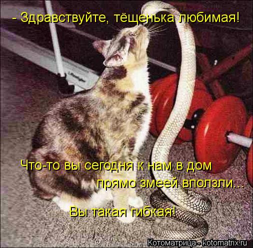 - Здравствуйте, тёщенька любимая! Что-то вы сегодня к нам в дом прямо змеей вползли... Вы такая гибка... Котоматрица: - Здравствуйте, тёщенька любимая! Что-то вы сегодня к нам в дом прямо змеей вползли... Вы такая гибкая!