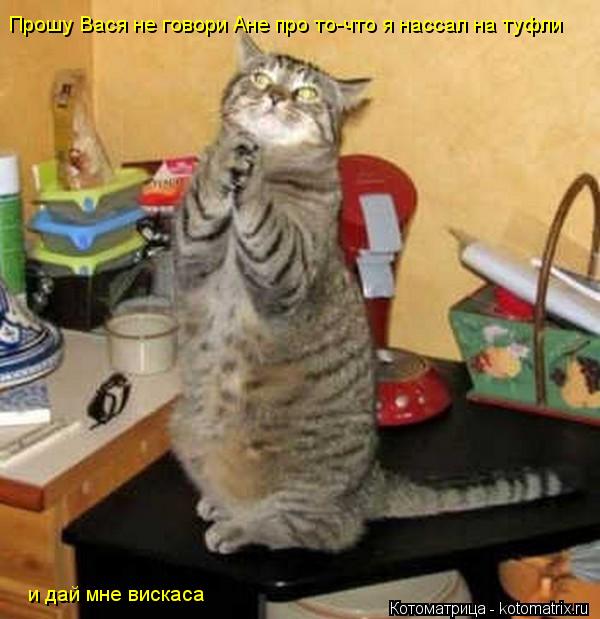 Прошу Вася не говори Ане про то-что я нассал на туфли и дай мне вискаса... Котоматрица: Прошу Вася не говори Ане про то-что я нассал на туфли и дай мне вискаса