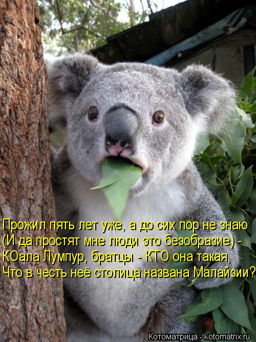 Котоматрица: Прожил пять лет уже, а до сих пор не знаю (И да простят мне люди это безобразие) - КОала Лумпур, братцы - КТО она такая, Что в честь неё столица н