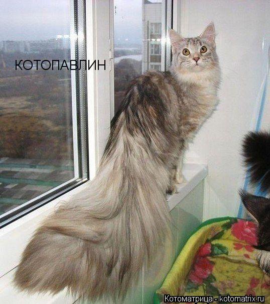 КОТОПАВЛИН КОТОПАВЛИН... Котоматрица: КОТОПАВЛИН КОТОПАВЛИН