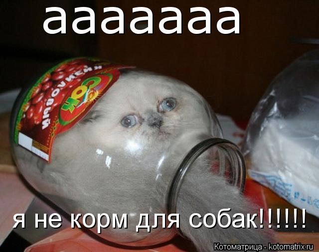 ааааааа я не корм для собак!!!!!!... Котоматрица: ааааааа я не корм для собак!!!!!!