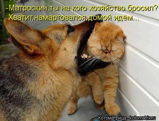 -Матроскин,ты на кого хозяйство бросил? Хватит,намартовался,домой идём...... Котоматрица: -Матроскин,ты на кого хозяйство бросил? Хватит,намартовался,домой идём...