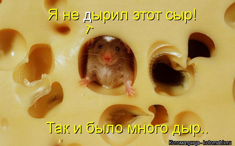 Котоматрица: Я не   ырил этот сыр! д т Так и было много дыр..