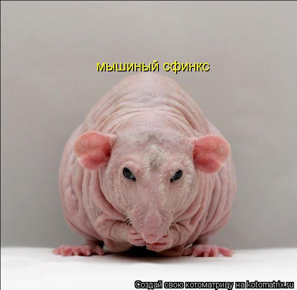 мышиный сфинкс... Котоматрица: мышиный сфинкс