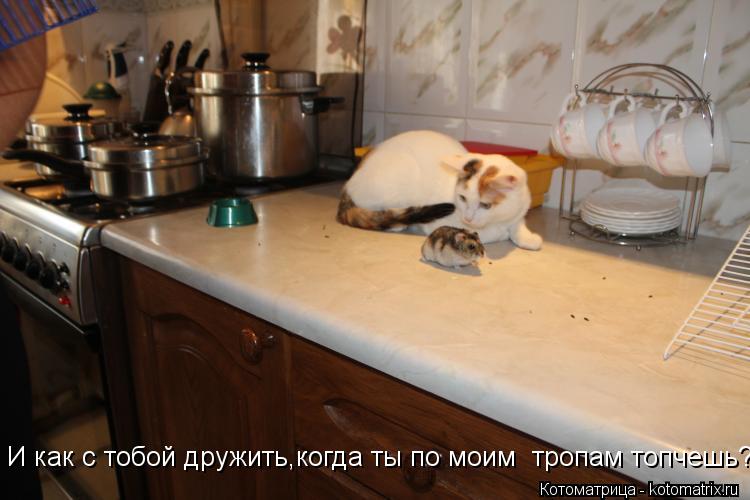 Котоматрица: И как с тобой дружить,когда ты по моим  тропам топчешь?