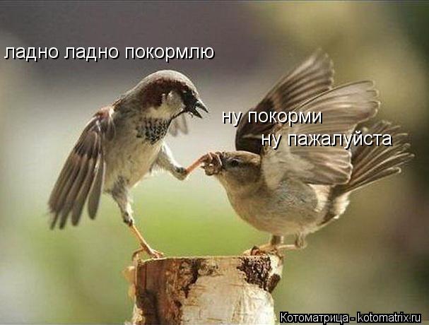 ну покорми ну пажалуйста ладно ладно покормлю... Котоматрица: ну покорми ну пажалуйста ладно ладно покормлю