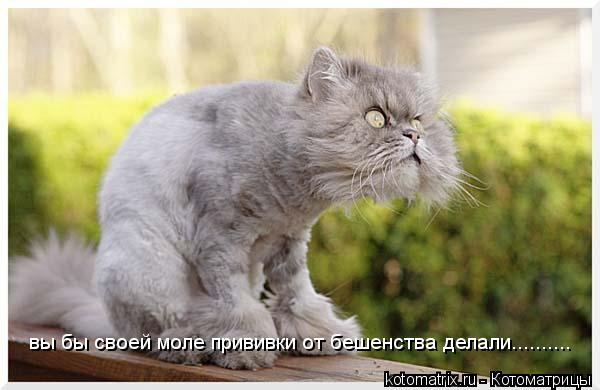 вы бы своей моле прививки от бешенства делали............. Котоматрица: вы бы своей моле прививки от бешенства делали..........
