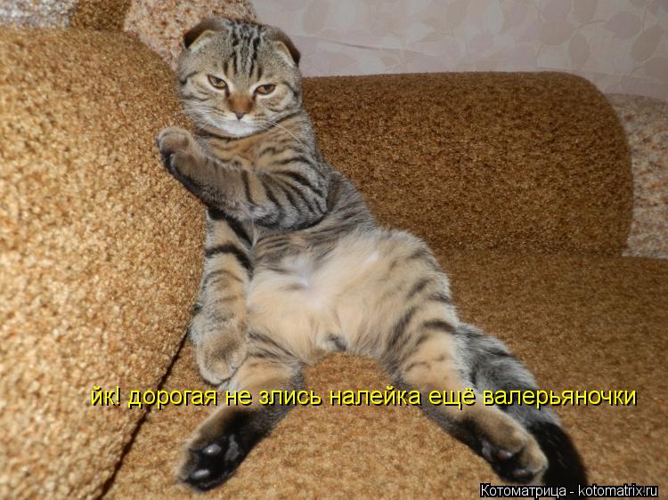 йк! дорогая не злись налейка ещё валерьяночки... Котоматрица: йк! дорогая не злись налейка ещё валерьяночки