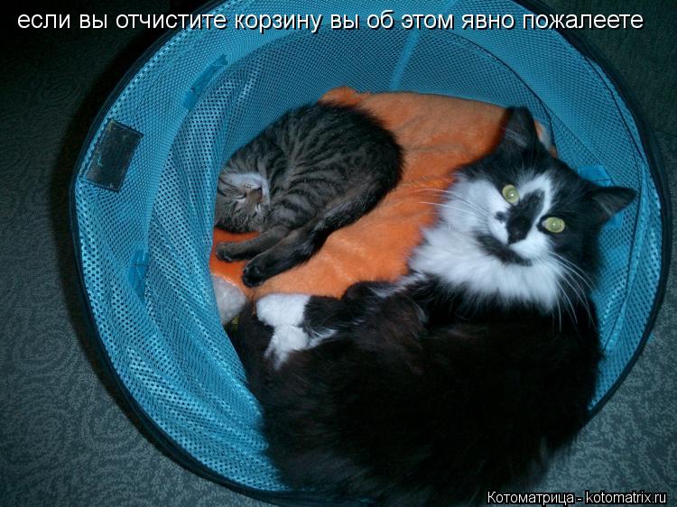 если вы отчистите корзину вы об этом явно пожалеете... Котоматрица: если вы отчистите корзину вы об этом явно пожалеете