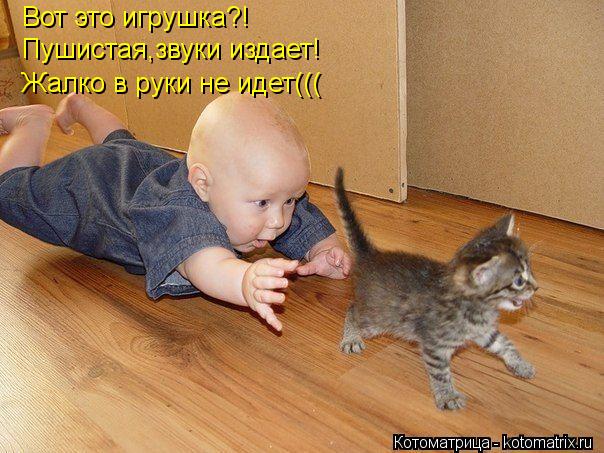 Вот это игрушка?! Пушистая,звуки издает! Жалко в руки не идет(((... Котоматрица: Вот это игрушка?! Пушистая,звуки издает! Жалко в руки не идет(((