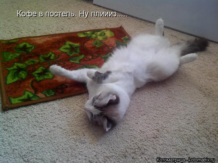 Кофе в постель. Ну плиииз........ Котоматрица: Кофе в постель. Ну плиииз.....