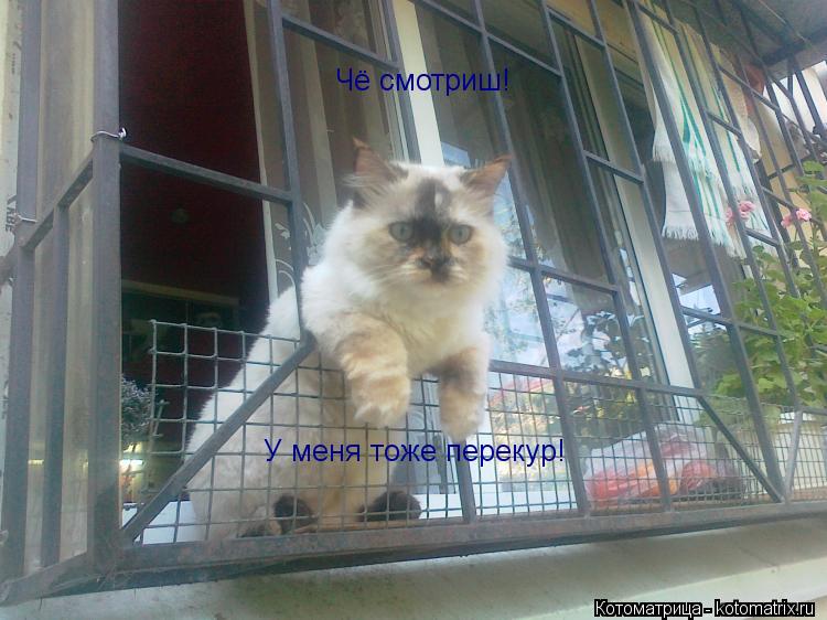 Чё смотриш! У меня тоже перекур!... Котоматрица: Чё смотриш! У меня тоже перекур!