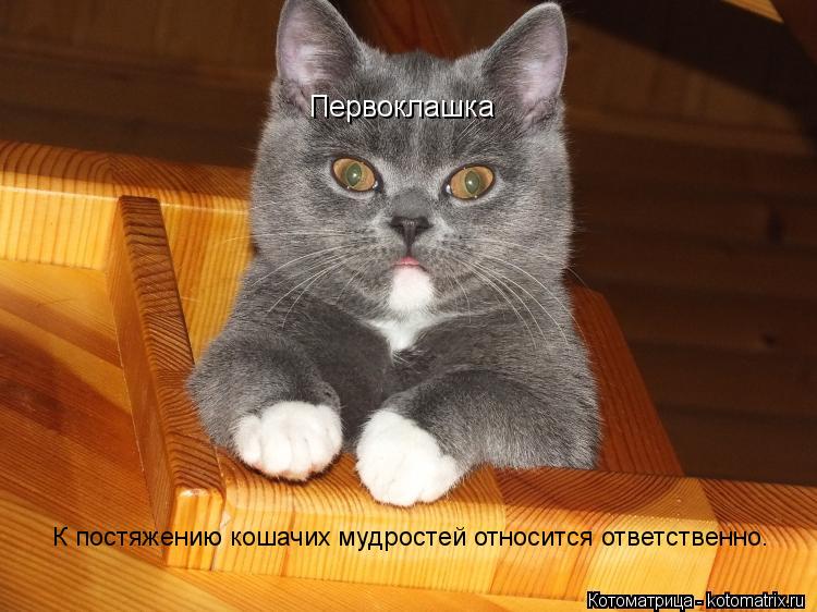 Первоклашка К постяжению кошачих мудростей относится ответственно.... Котоматрица: Первоклашка К постяжению кошачих мудростей относится ответственно.