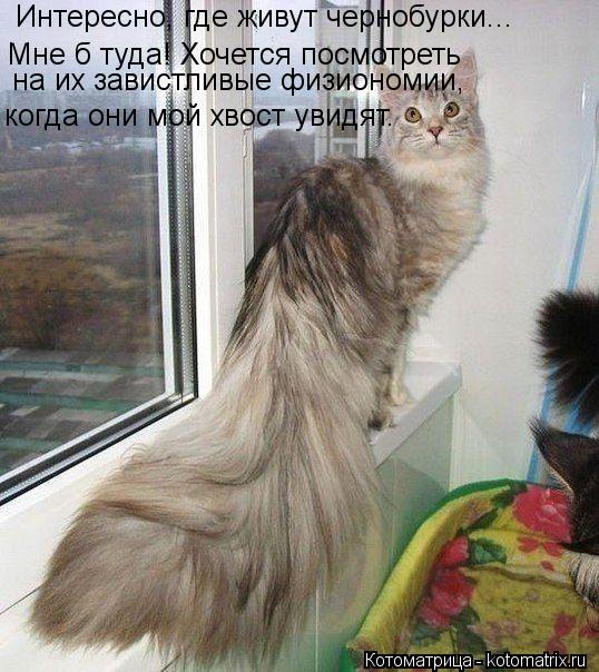 Интересно, где живут чернобурки... Мне б туда! Хочется посмотреть на их завистливые физиономии, когд... Котоматрица: Интересно, где живут чернобурки... Мне б туда! Хочется посмотреть на их завистливые физиономии, когда они мой хвост увидят.