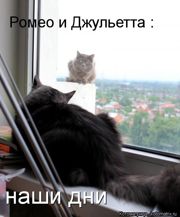 Ромео и Джульетта : наши дни... Котоматрица: Ромео и Джульетта : наши дни