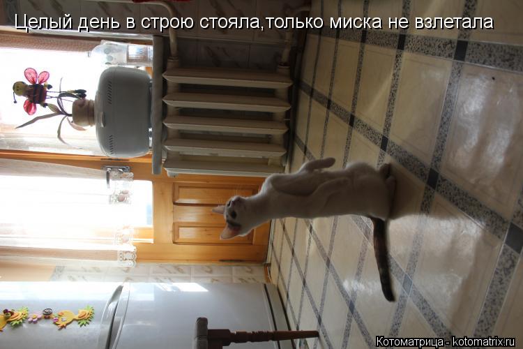 Котоматрица: Целый день в строю стояла,только миска не взлетала