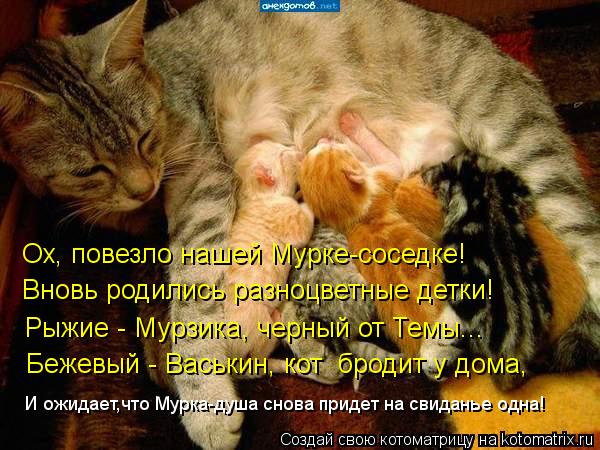 Ох, повезло нашей Мурке-соседке! Вновь родились разноцветные детки! Рыжие - Мурзика, черный от Темы..... Котоматрица: Ох, повезло нашей Мурке-соседке! Вновь родились разноцветные детки! Рыжие - Мурзика, черный от Темы... Бежевый - Васькин, кот бродит у дома, И о