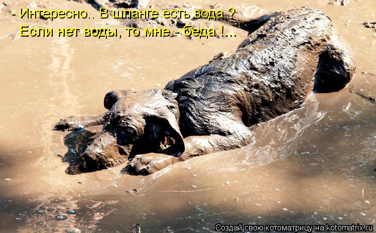 - Интересно.. В шланге есть вода ? Если нет воды, то мне - беда !...... Котоматрица: - Интересно.. В шланге есть вода ? Если нет воды, то мне - беда !...