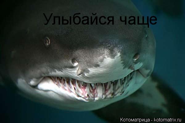 Улыбайся чаще... Котоматрица: Улыбайся чаще
