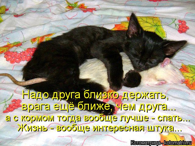 Надо друга близко держать, врага ещё ближе, чем друга... а с кормом тогда вообще лучше - спать... Жиз... Котоматрица: Надо друга близко держать, врага ещё ближе, чем друга... а с кормом тогда вообще лучше - спать... Жизнь - вообще интересная штука...